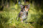 Maine Coon Kitten