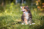 Maine Coon Kitten