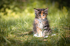 Maine Coon Kitten