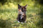 Maine Coon Kitten