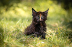 Maine Coon Kitten