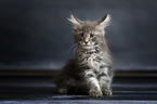 Maine Coon Kitten