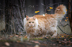 Maine Coon