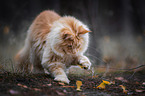 playing Maine Coon