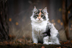 sitting Maine Coon