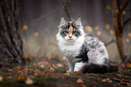 sitting Maine Coon