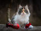 sitting Maine Coon