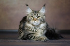 lying Maine Coon