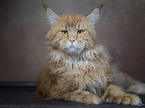 lying Maine Coon