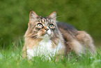 Maine Coon