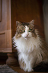 sitting Maine Coon