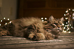 lying Maine Coon