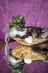 lying Maine Coon