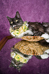 Maine Coon with flower wreath on head