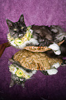 Maine Coon with flower wreath on head