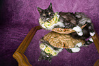 Maine Coon with flower wreath on head