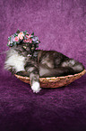 Maine Coon with flower wreath on head