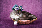 Maine Coon with flower wreath on head