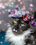 Maine Coon with flower wreath on head