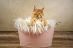 Maine Coon kitten