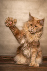 red Maine Coon