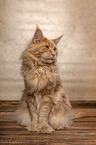 red Maine Coon