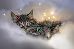 Maine Coon Kitten