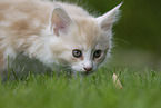 Maine Coon Kitten