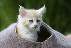 Maine Coon Kitten