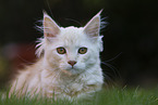 young Maine Coon