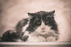 lying Maine Coon