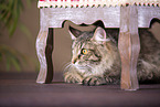Maine Coon