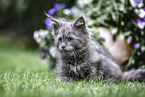 Maine Coon Kitten