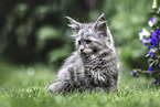 Maine Coon Kitten