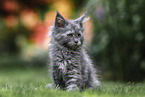 Maine Coon Kitten