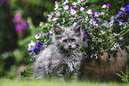 Maine Coon Kitten