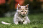 Maine Coon Kitten