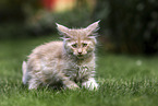 Maine Coon Kitten