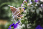 Maine Coon Kitten