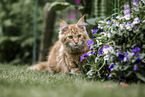 young Maine Coon tomcat