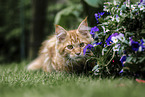 young Maine Coon tomcat