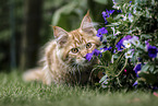 young Maine Coon tomcat