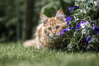 young Maine Coon tomcat