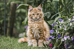 young Maine Coon tomcat