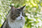 adult Maine Coon