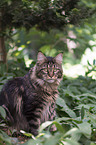 adult Maine Coon