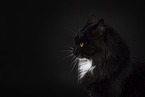 Maine Coon in studio