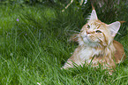 lying Maine Coon