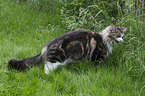 Maine Coon eating grass