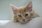 Maine Coon Kitten